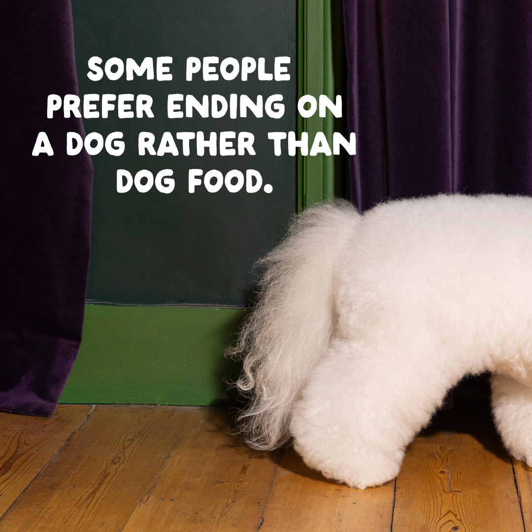13 Dog-Refresh DTC-Assets Adult-Salmon CLOSE