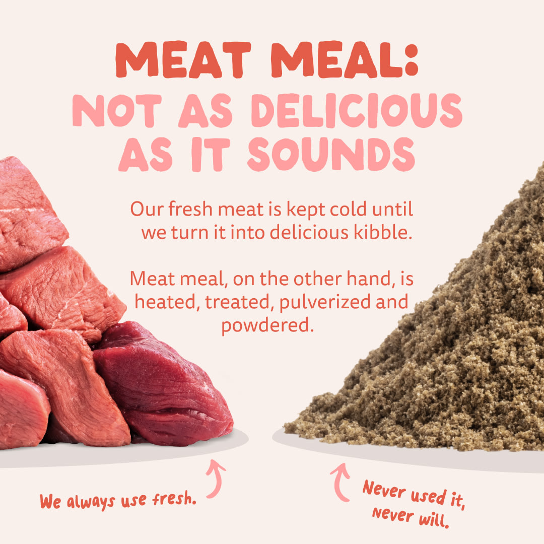 11 Dog-Refresh DTC-Assets EN Senior-Chicken MEAT-VS-MEAT MEAL