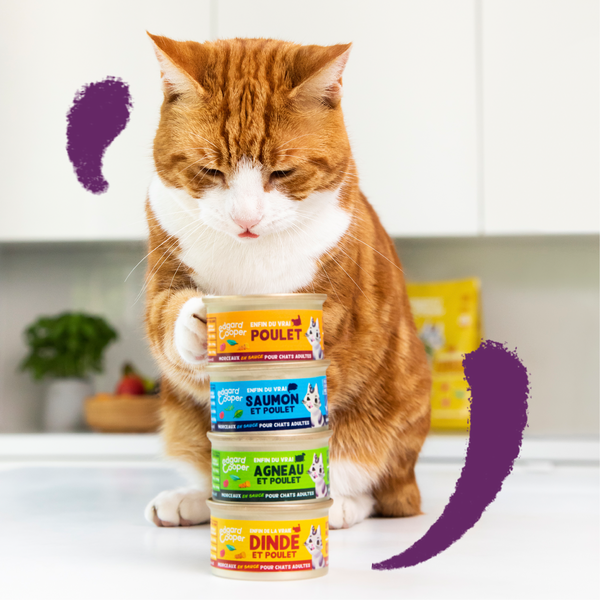 Lifestyle - Cat Adult Chunks FR