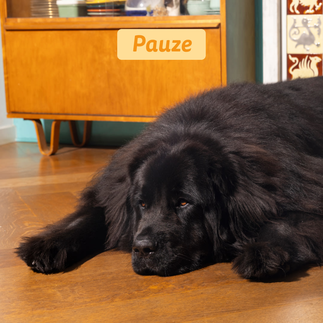 5 Dog-Refresh DTC-Assets NL Adult-Carrot INTERMISSION