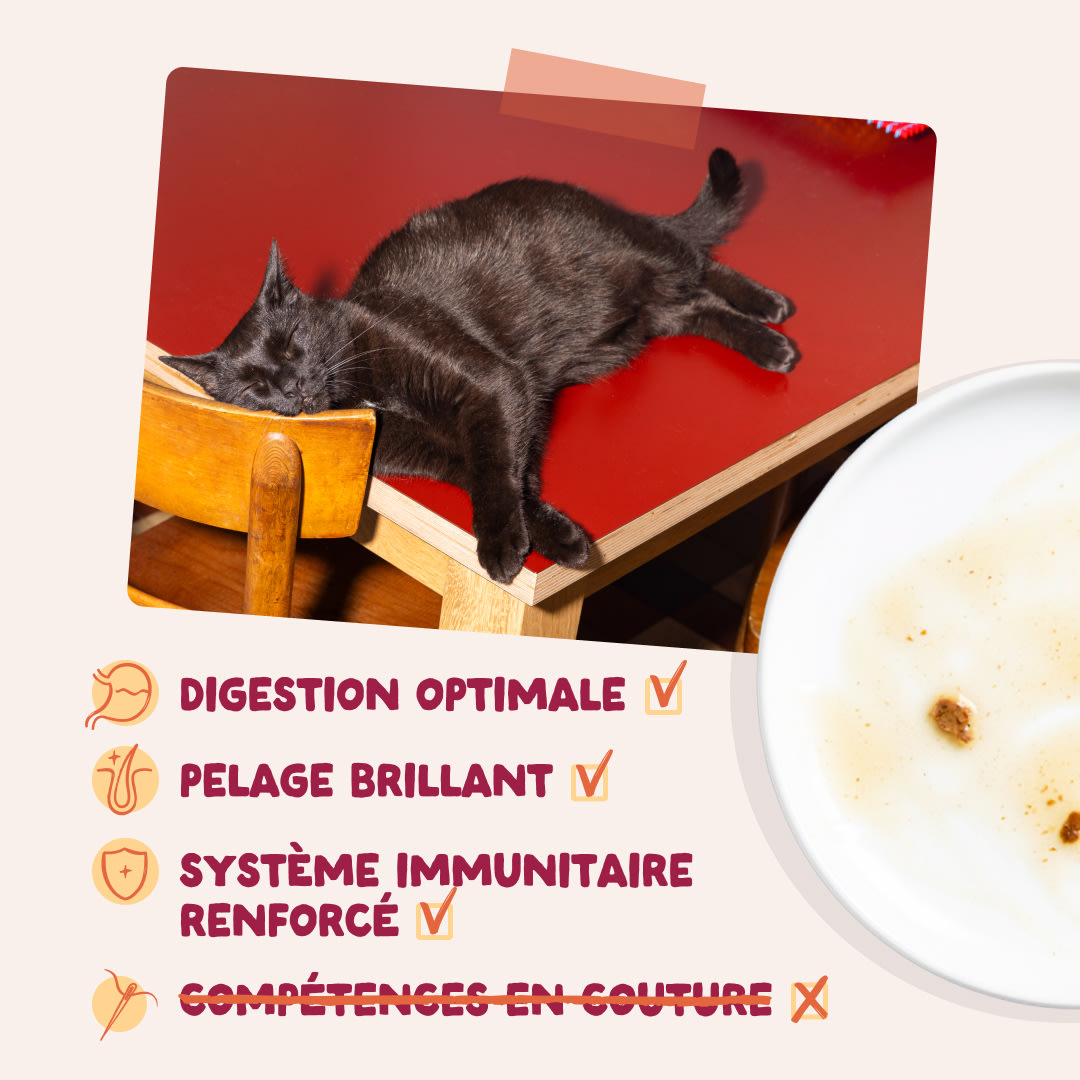 4 Chunks-Pouches DTC FR MeatMP Benefits