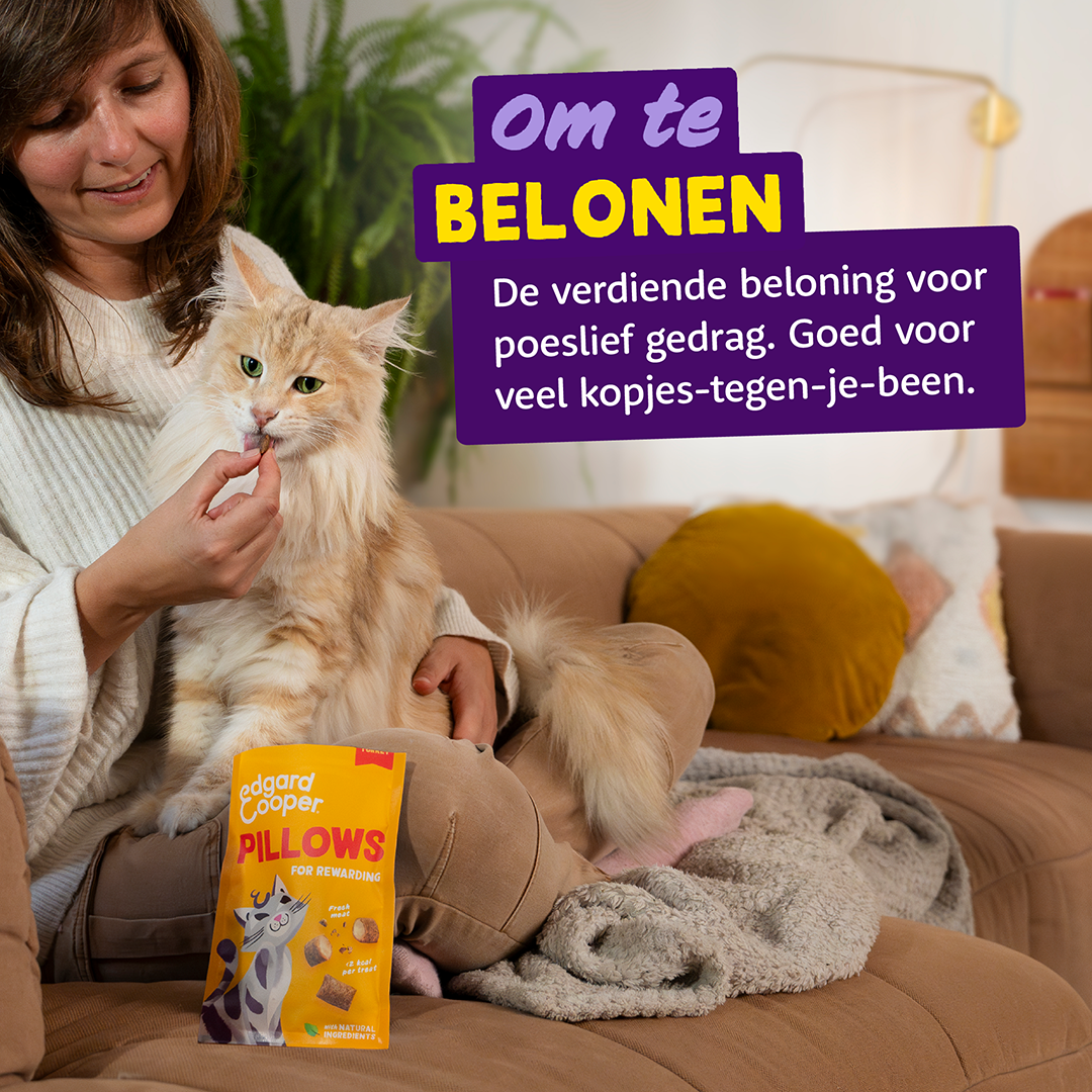 Ecomm Needs - Cat All Pillows Turkey NL