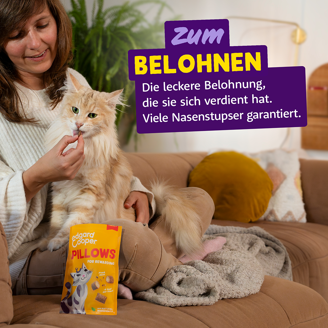 Ecomm Needs - Cat All Pillows Turkey DE