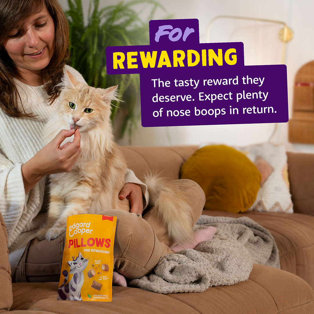 Ecomm Needs - Cat All Pillows Turkey EN