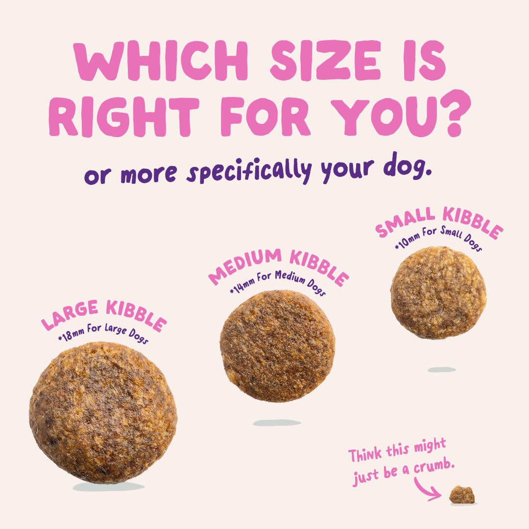 6 Dog-Refresh DTC-Assets EN Adult-Beetroot SIZE