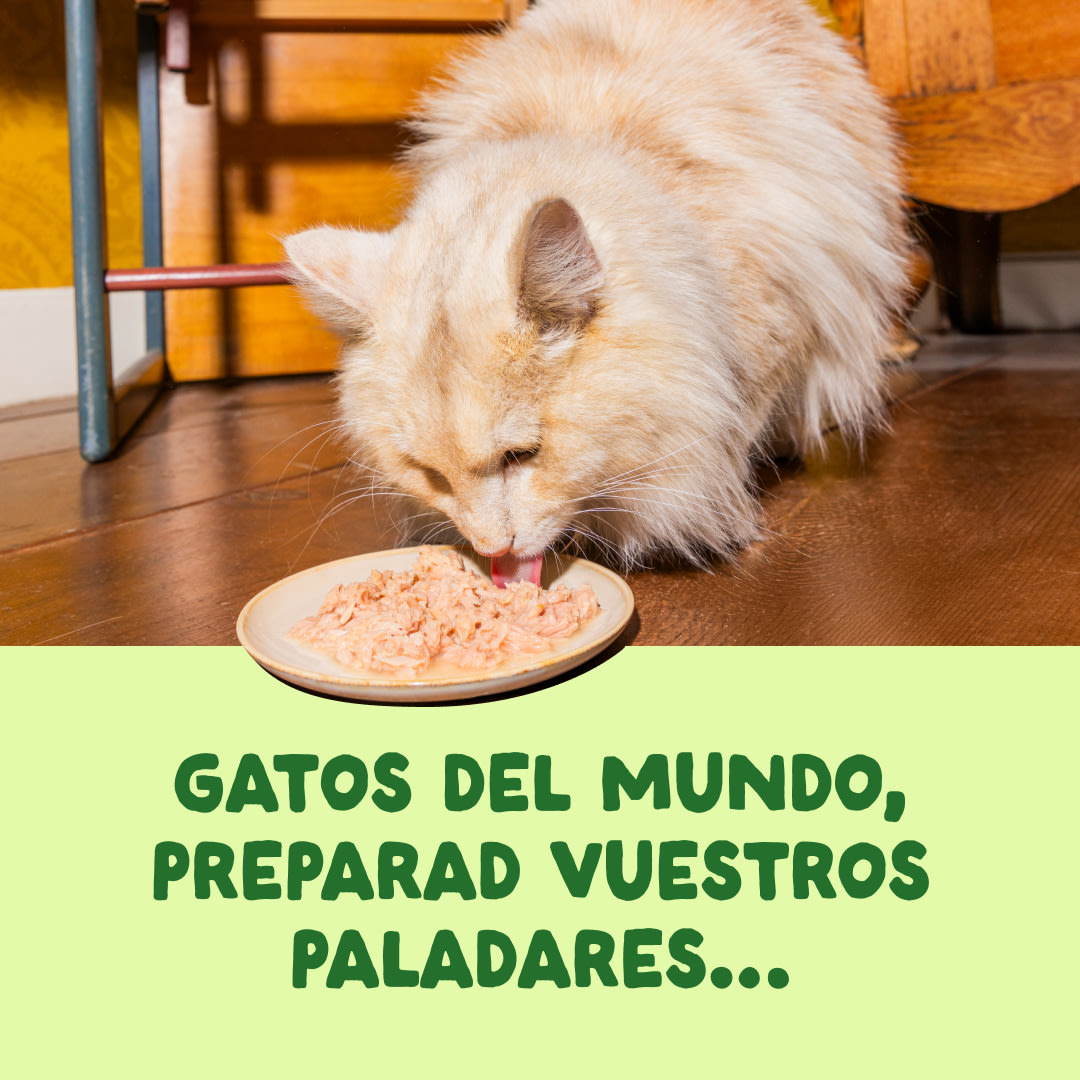 3 Cat-Fillets DTC ES MackerelNatural ActionShot