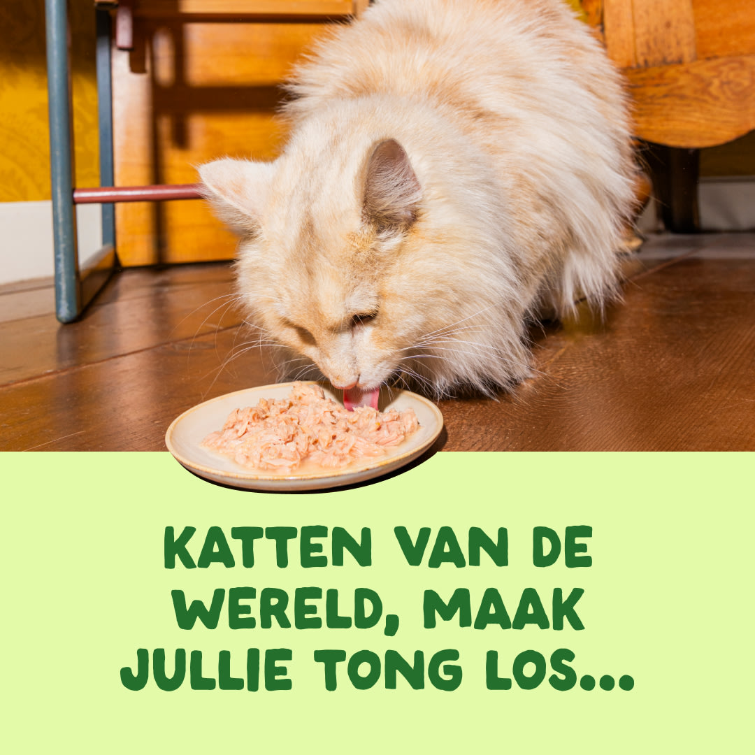 3 Cat-Fillets DTC NL MackerelNatural ActionShot