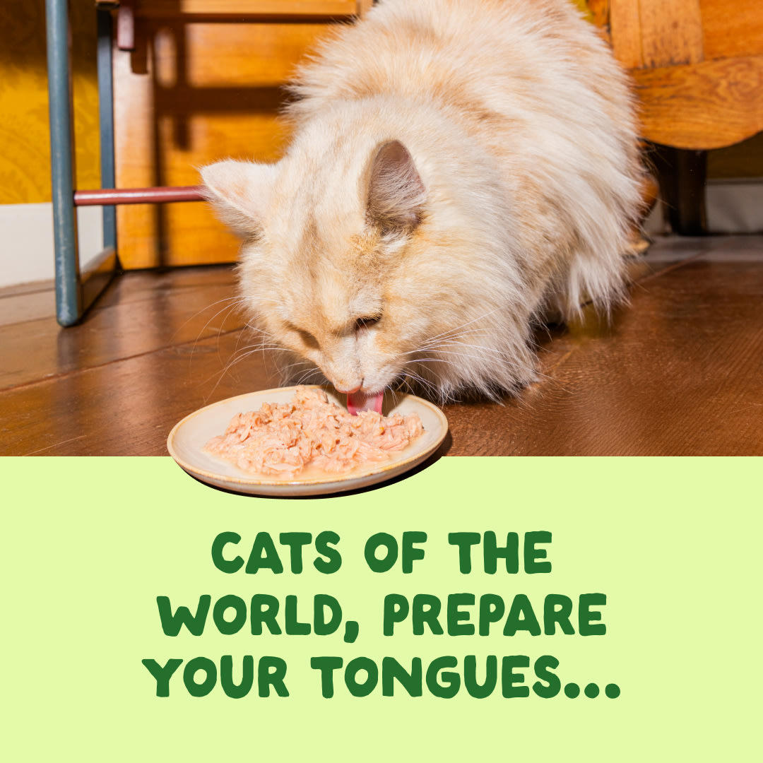 3 Cat-Fillets DTC EXP MackerelNatural ActionShot