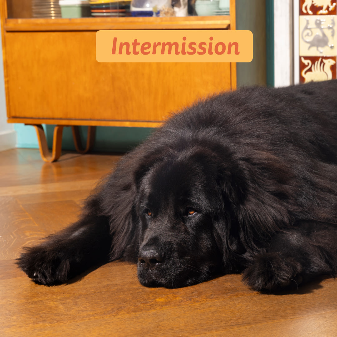 5 Dog-Refresh DTC-Assets Adult-Chicken INTERMISSION