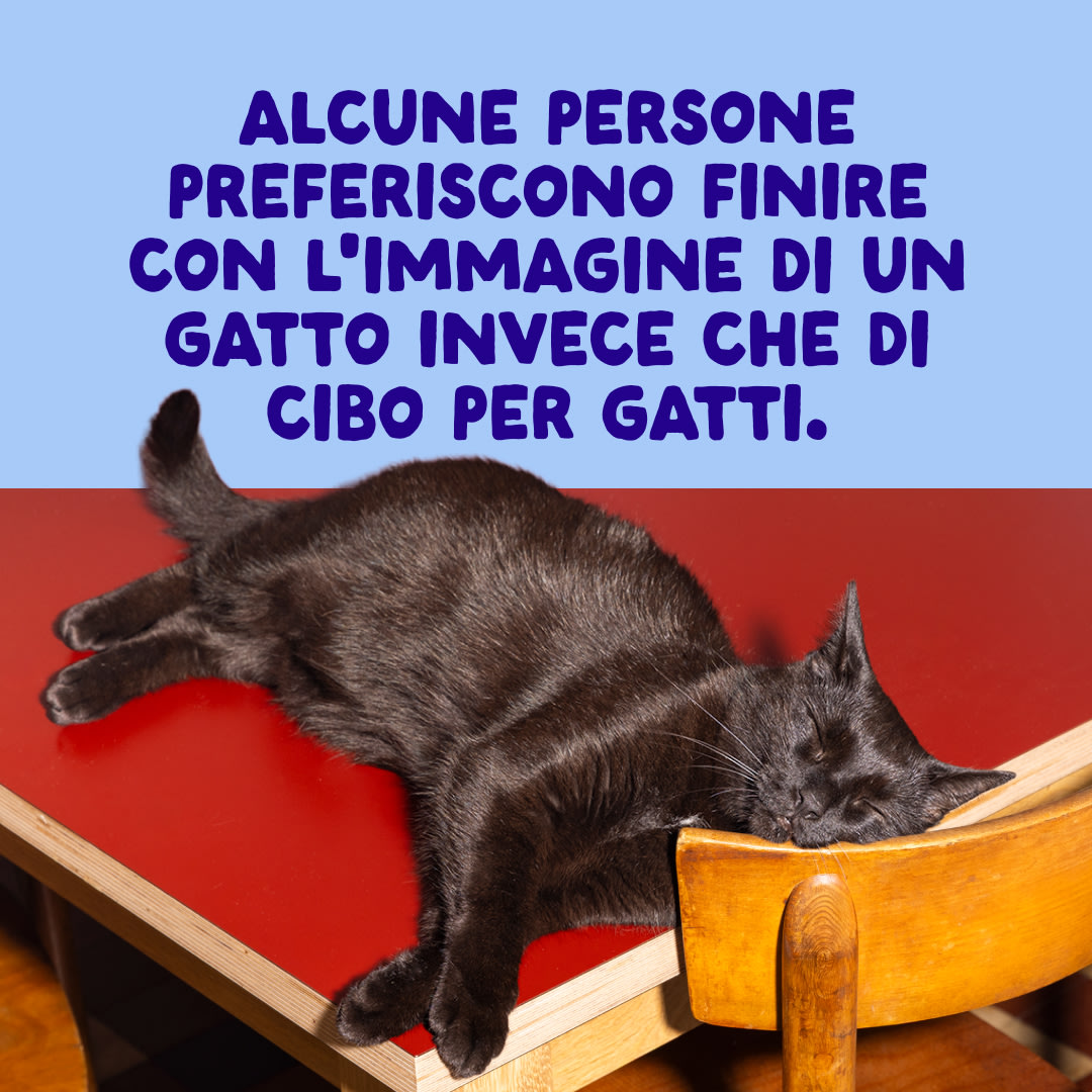 10 Cat-Fillets DTC IT TunaChicken End