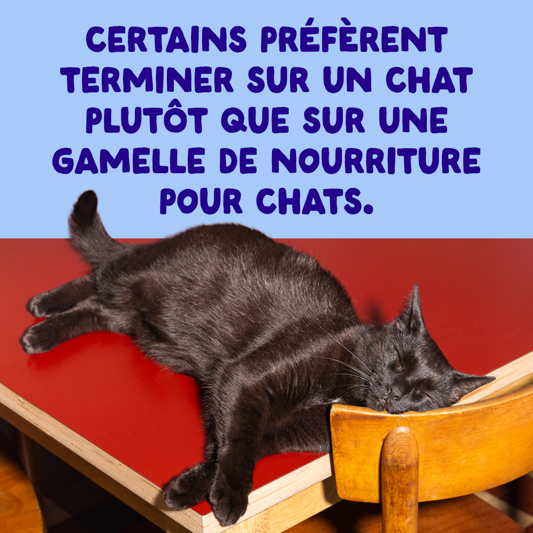 10 Cat-Fillets DTC FR TunaChicken End
